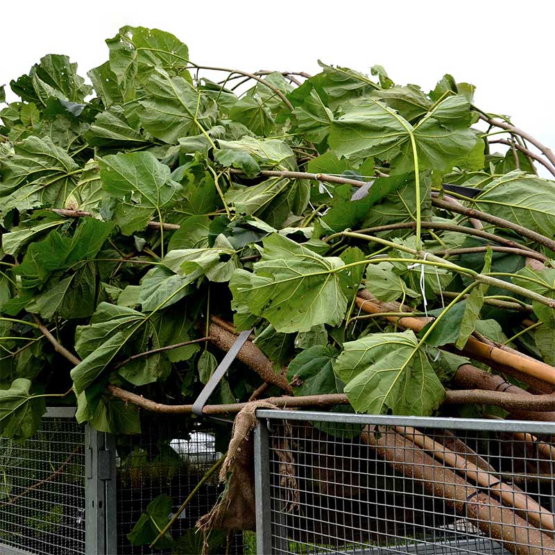 Correa de trinquete con mango recubierto de caucho de 1'' x 15' con ganchos de alambre recubiertos de vinilo